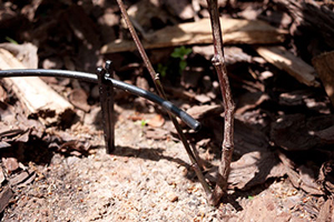 Closeup of a drip irrigation system installation
