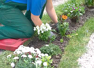 one of our Aventura irrigation repair techs is planting new flowers